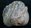 Bargain Enrolled Drotops Trilobite - Around #7949-4